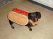 Ursula as a real life hot dog!  Doggone cute!