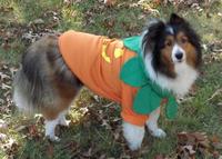 Pretty as a Pumpkin