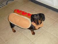 Ursula as a real life hot dog!  Doggone cute!