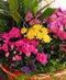 Blooming Plants