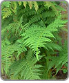 Ferns