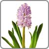 Hyacinth