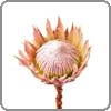 Protea, King