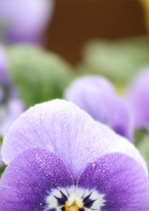 Adrian Durban Florist