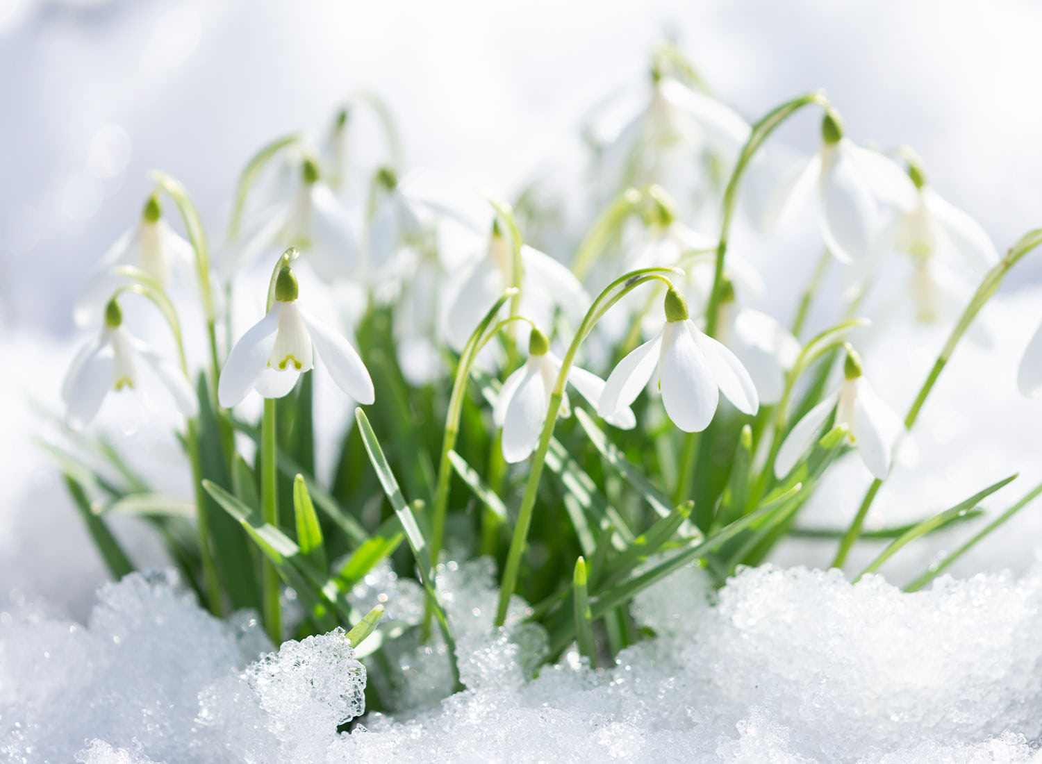 White snowdrop flowers blooming through melting snow in early spring garden