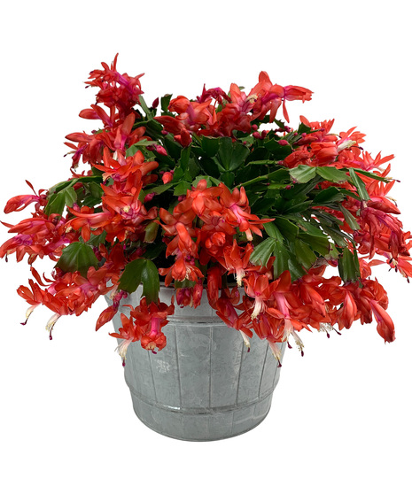 Christmas Cactus