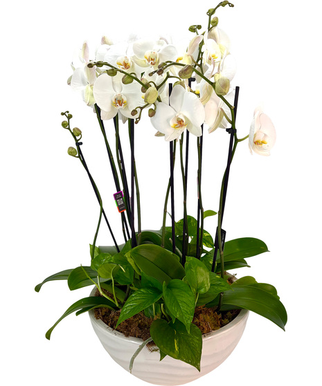 Phalaenopsis Orchid Garden