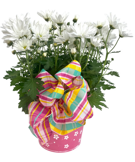 Spring Mum Plant