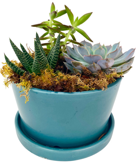 Adrian Durban's Sunny Smiles Succulent Garden