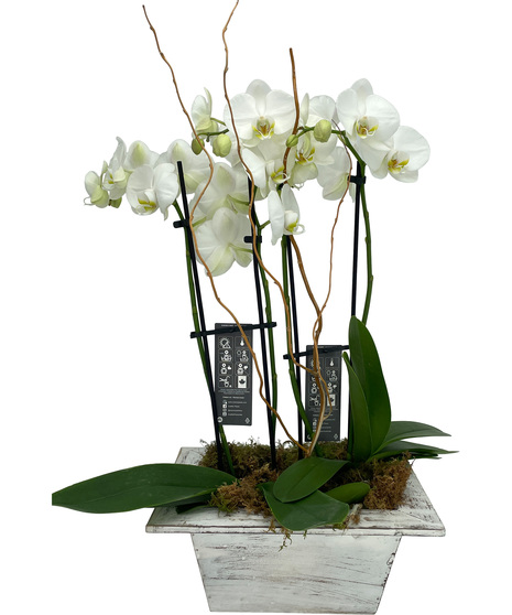 Elegant Double Phalaenopsis Orchid