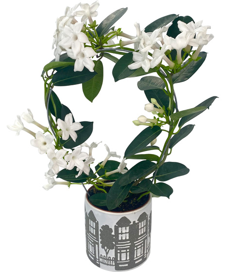 Stephanotis Plant