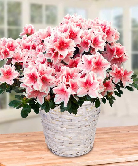 Azalea Plant