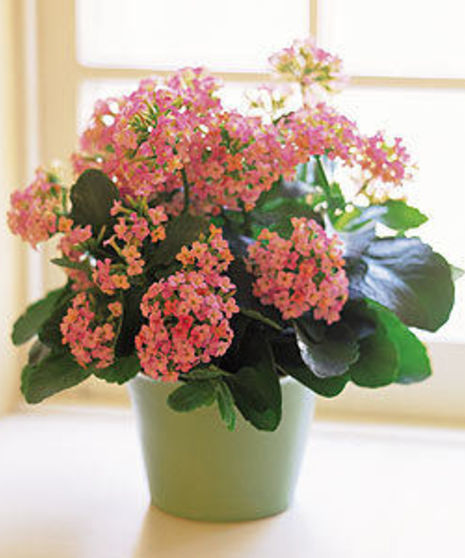 Kalanchoe Plant
