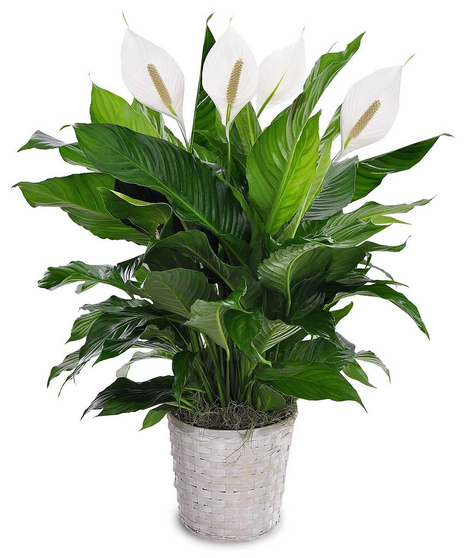 Classic Peace Lily