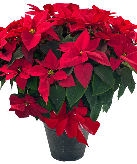 Poinsettia Plant