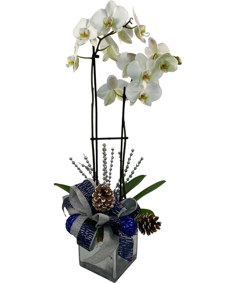 Adrian Durban's Orchid Plant - Blue Silver Trim