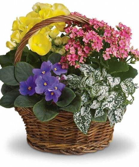 Blooming Plant Basket