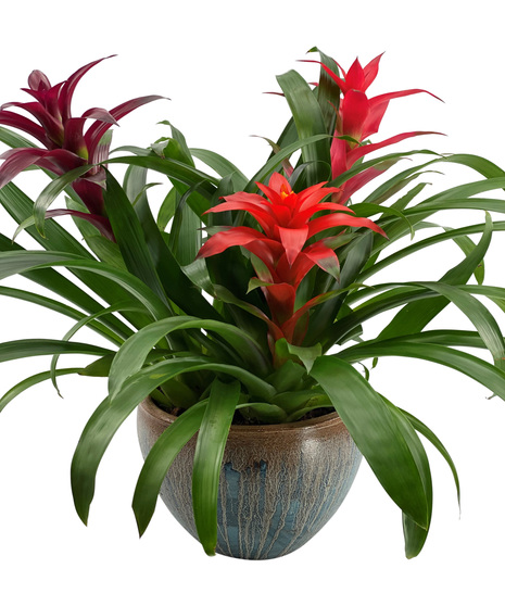 Tropical Excursion!   Live Bromeliads in Decorative Pot