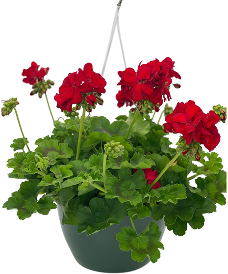 Greenhouse Grown Hanging Geranium Basket