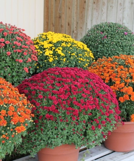 Fall Mums