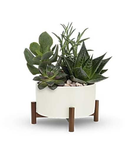 Mid-Century Garden Delight