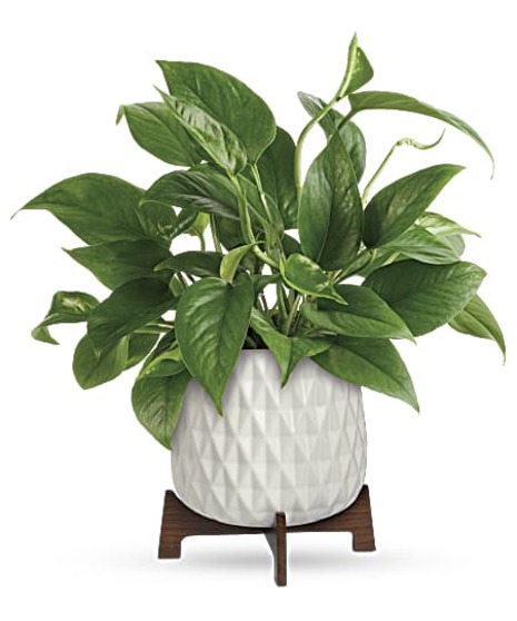 Mod Pothos Plant