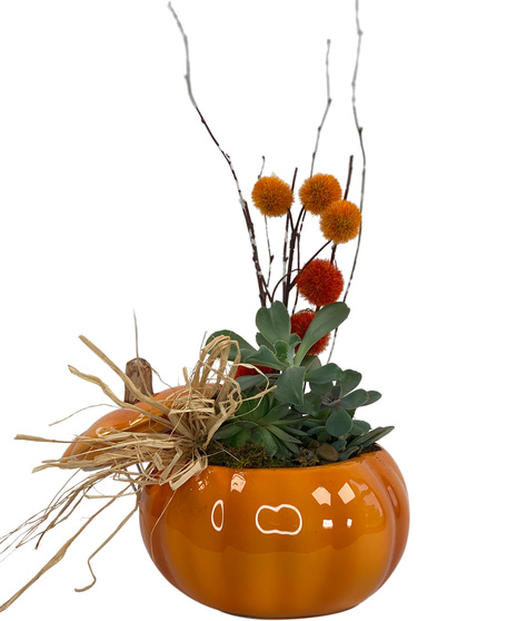Adrian Durban's Potted Succulent Pumpkin