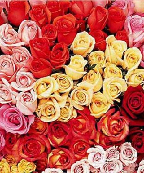 Roses Every Month - ALL YEAR LONG!