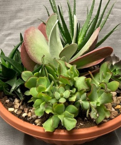 Succulent Garden
