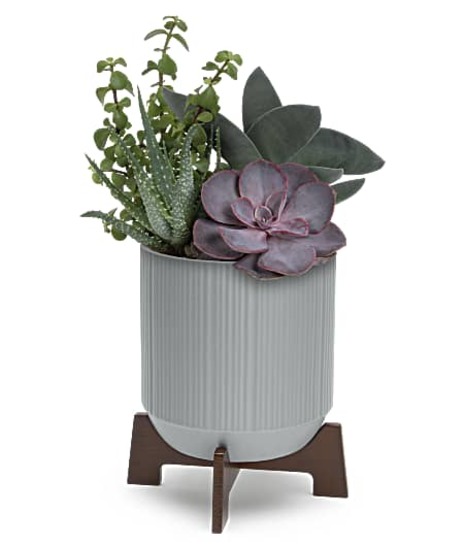 Mod Succulents