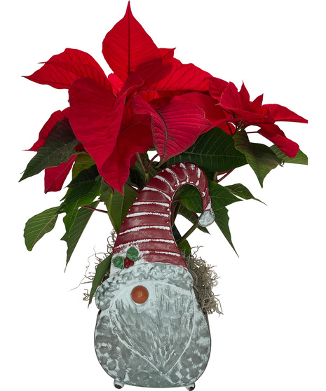 New! Poinsettia in Decorative Keepsake Santa