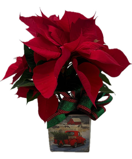 Poinsettia In Keepsake Cube - Cincinnati Only
