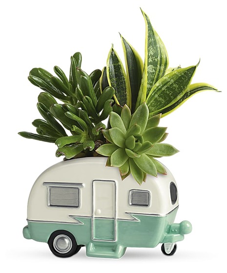 Vintage Vibes Succulent Garden