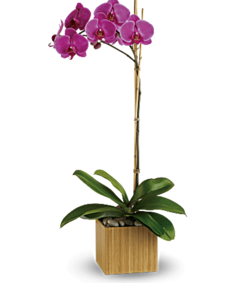 Lovely Orchid Plant - Colors Vary