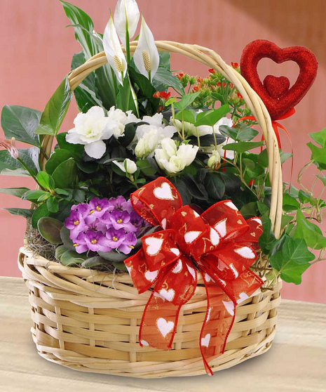 Valentine Blooming Plant Basket