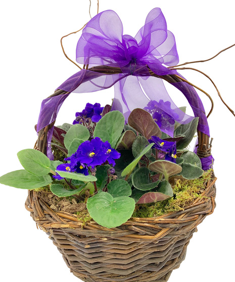 purple violets in basket with purple ribbon