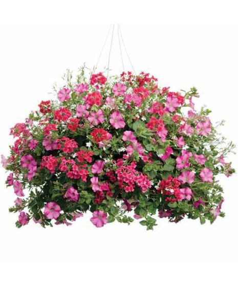 Bright Blooming Basket (hanging)