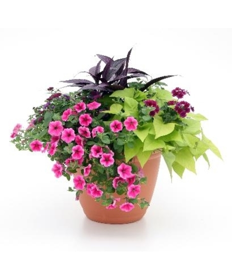 Mother's Day Flowers & Gifts