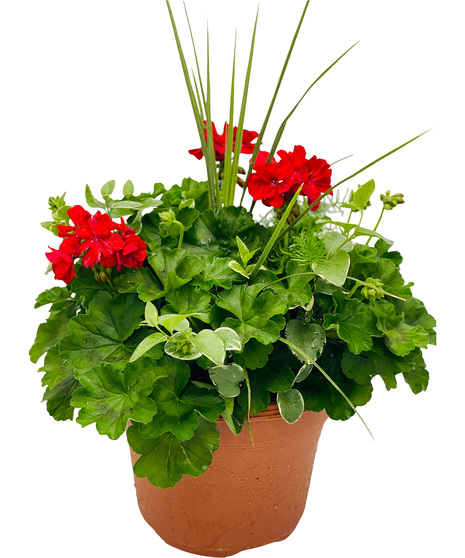 Greenhouse Grown 