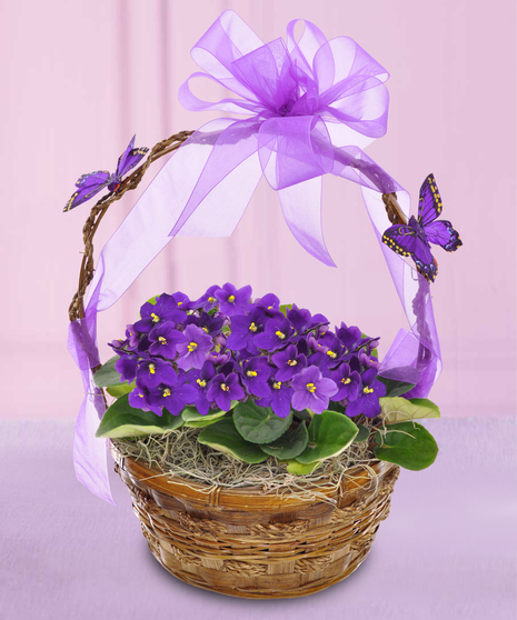 Blooming Plants